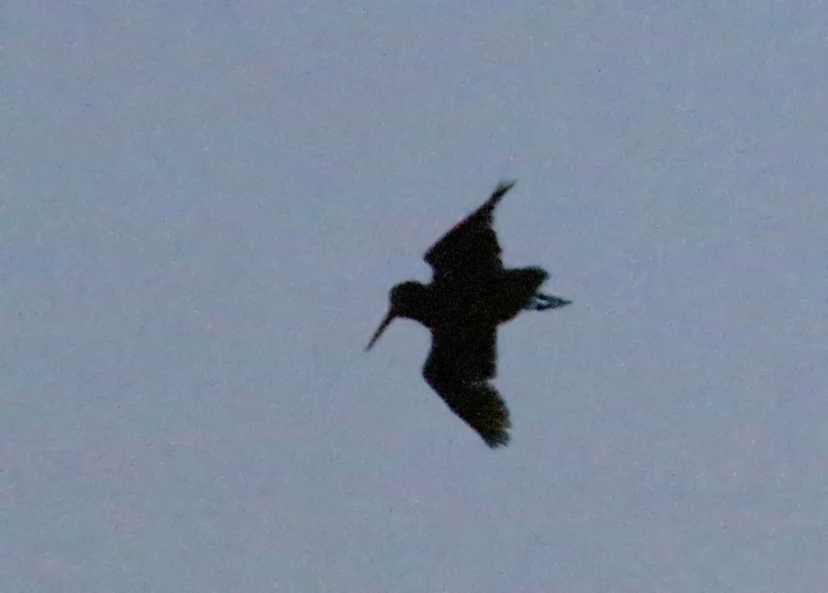 American Woodcock - ML53969651