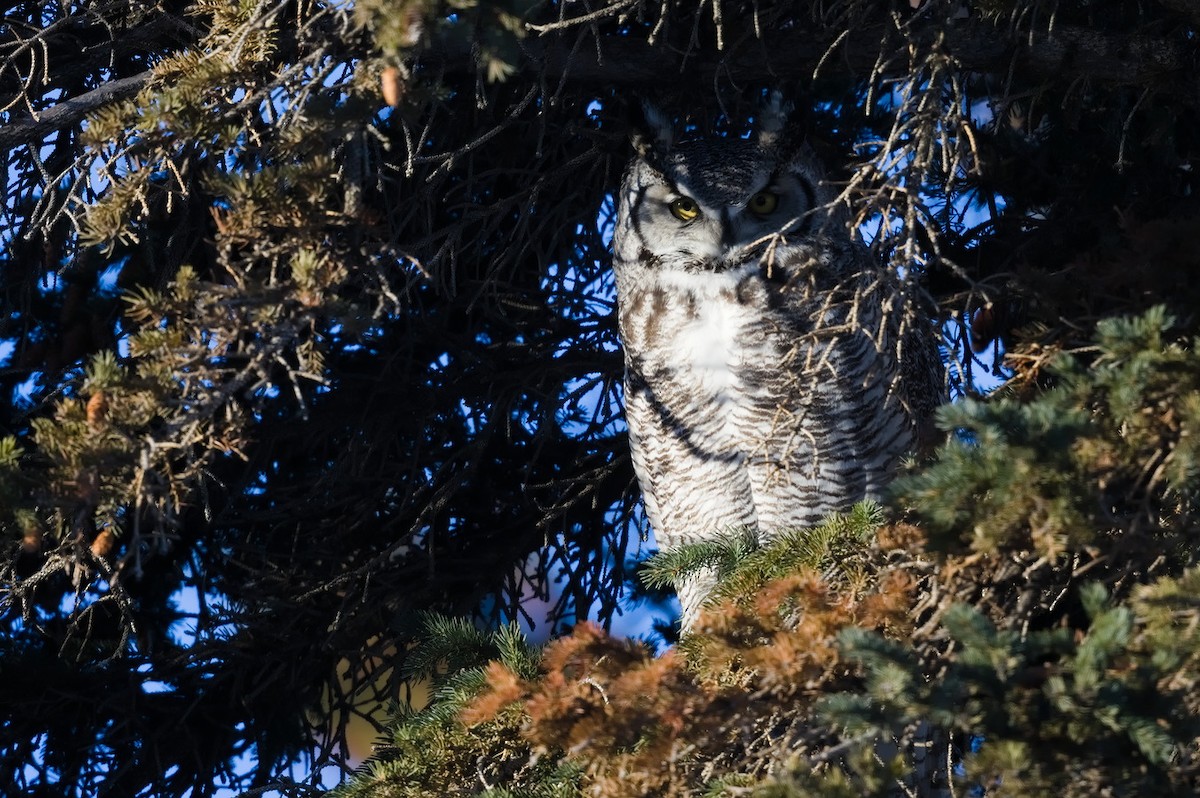 Great Horned Owl - ML539696821