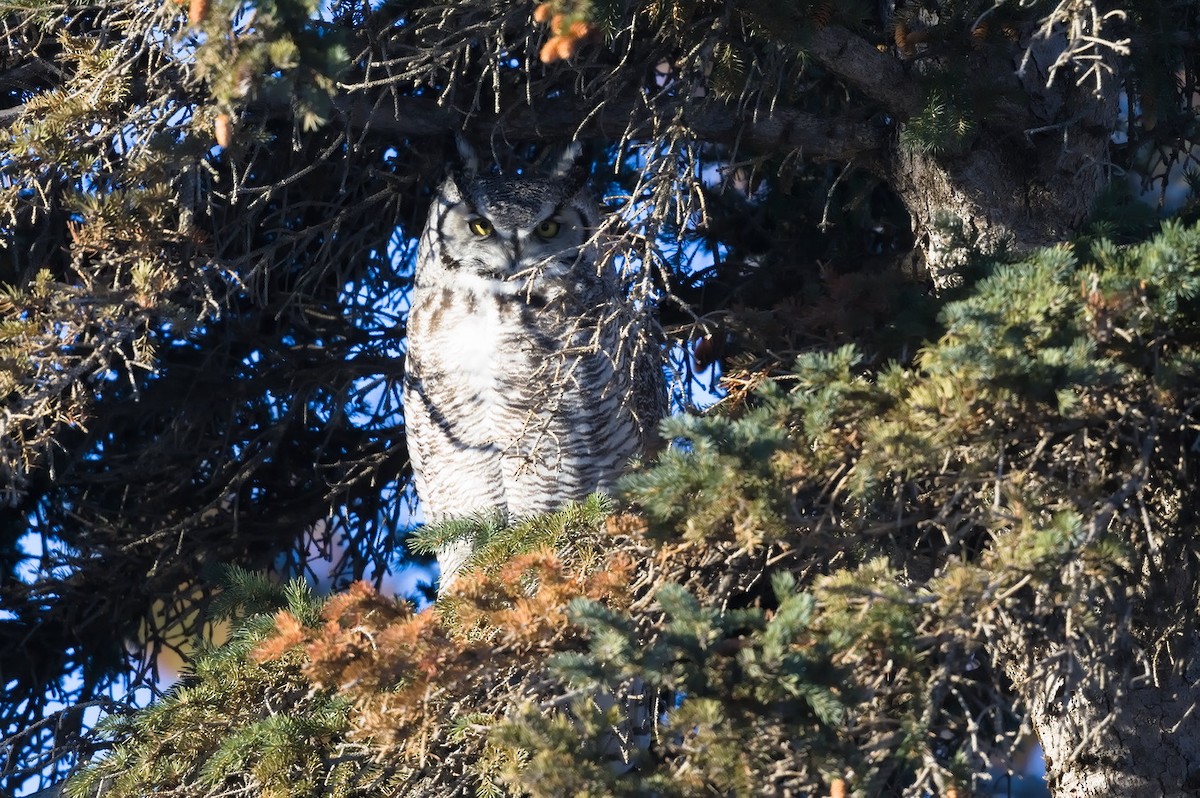 Great Horned Owl - ML539696831