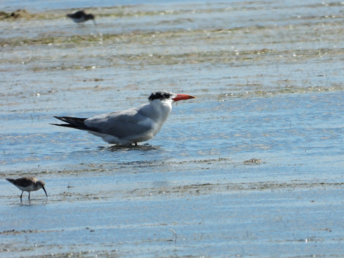 Caspian Tern - ML539697381