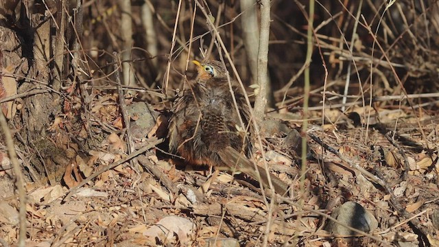 Lesser Ground-Cuckoo - ML539697581