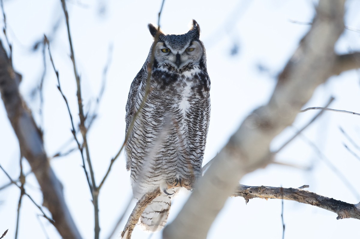 Great Horned Owl - ML539697671