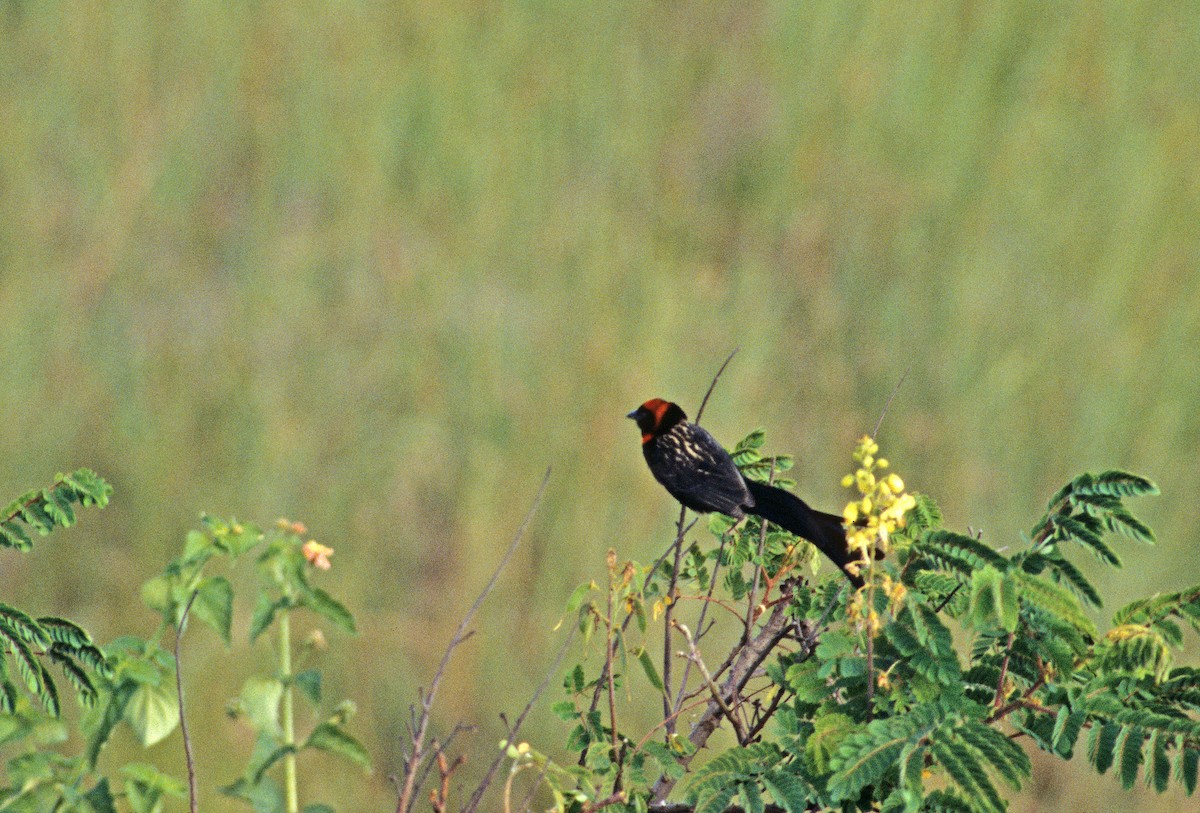 Red-cowled Widowbird - ML539698491