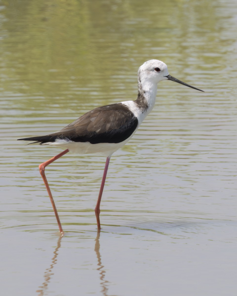 Black-winged Stilt - ML539699181