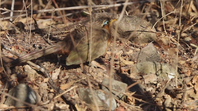 Lesser Ground-Cuckoo - ML539699301