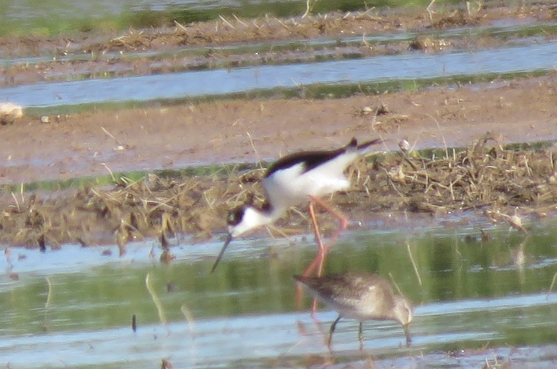 Black-necked Stilt - ML539699581