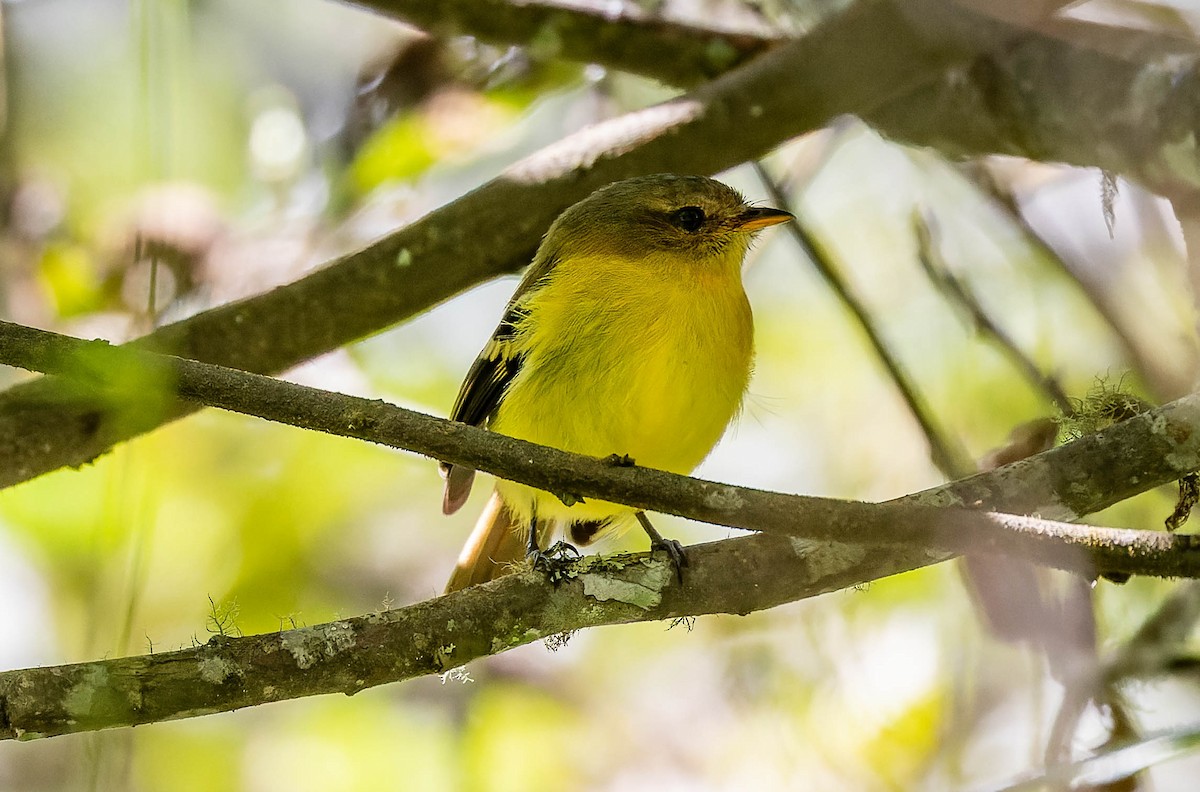 Handsome Flycatcher - ML539699661