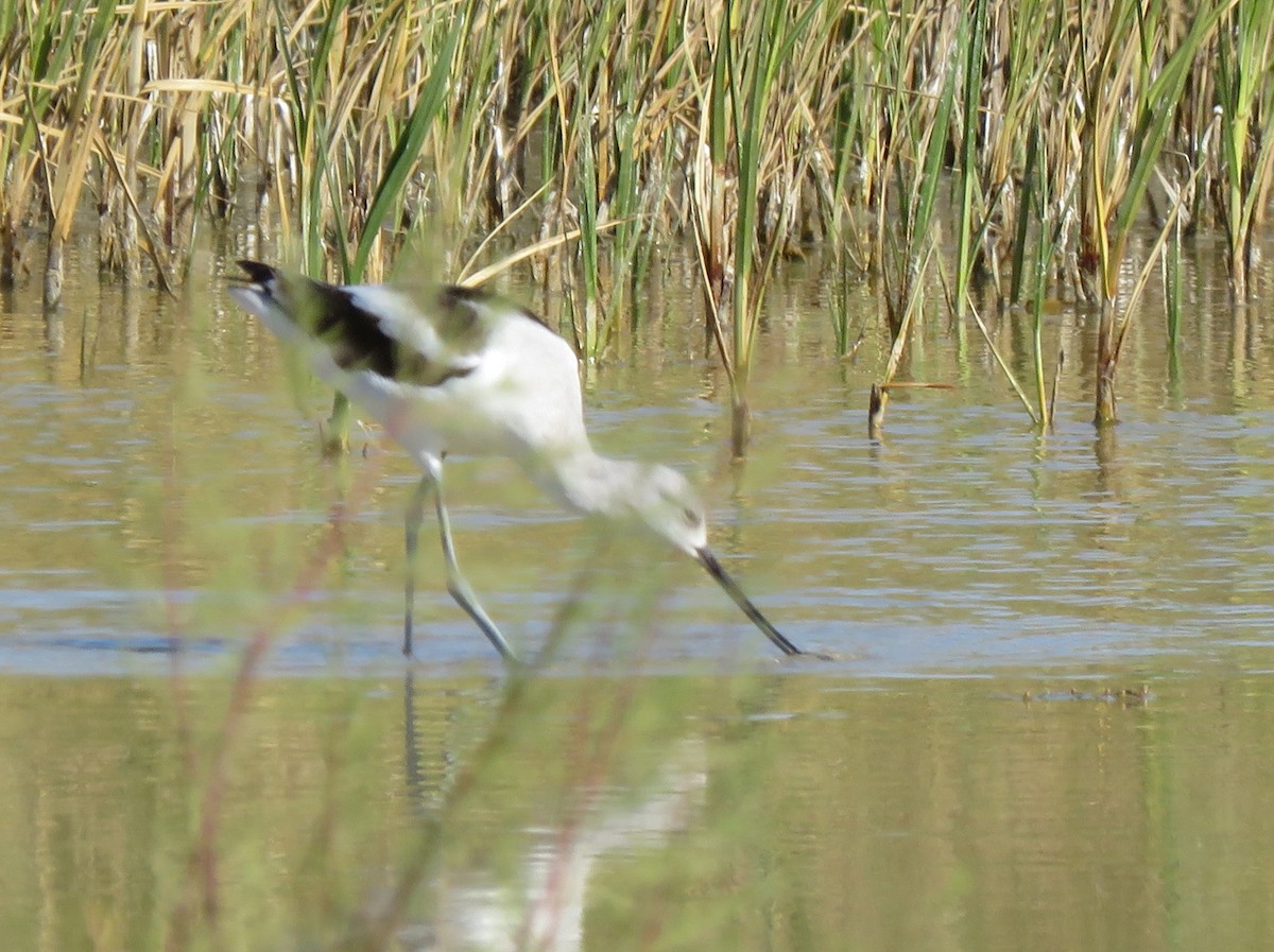 American Avocet - ML539699831