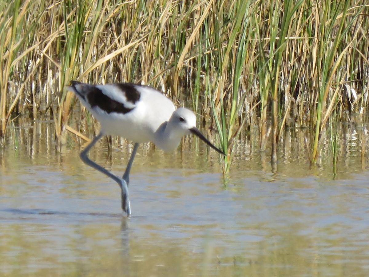 Avocette d'Amérique - ML539699871