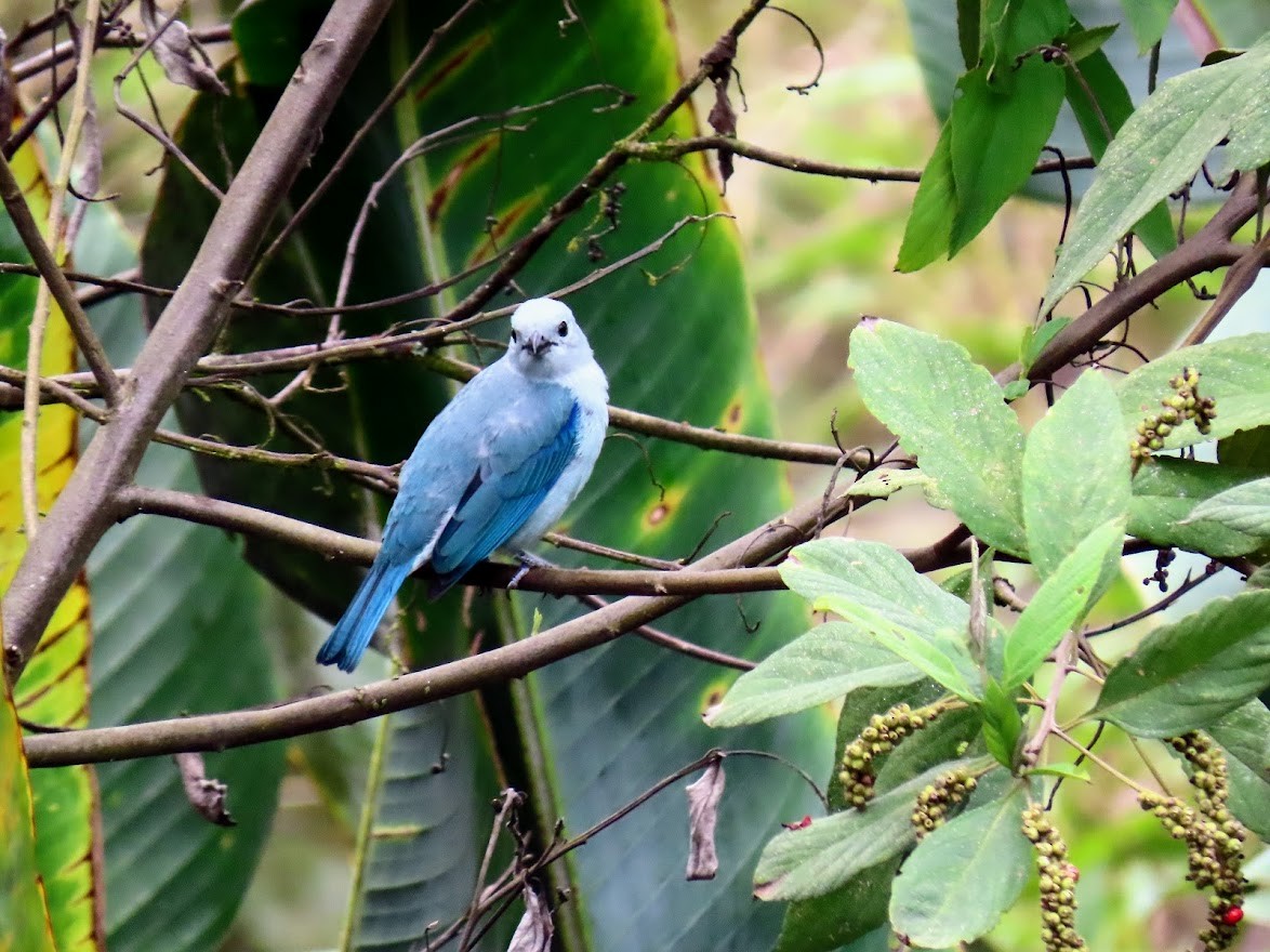 Blue-gray Tanager - ML539699951