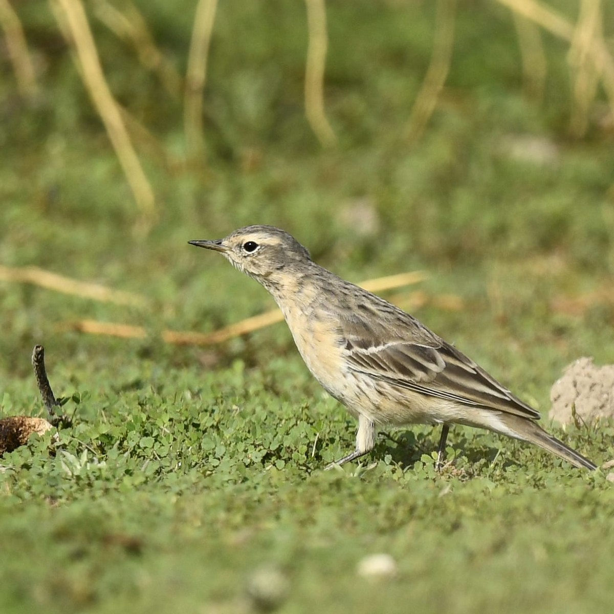 Water Pipit - Chetna Sharma