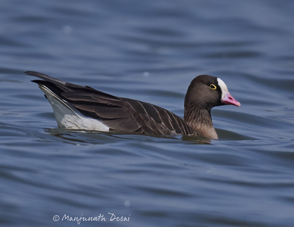 Lesser White-fronted Goose - ML539700571