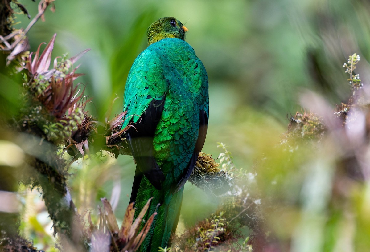 Golden-headed Quetzal - ML539700621