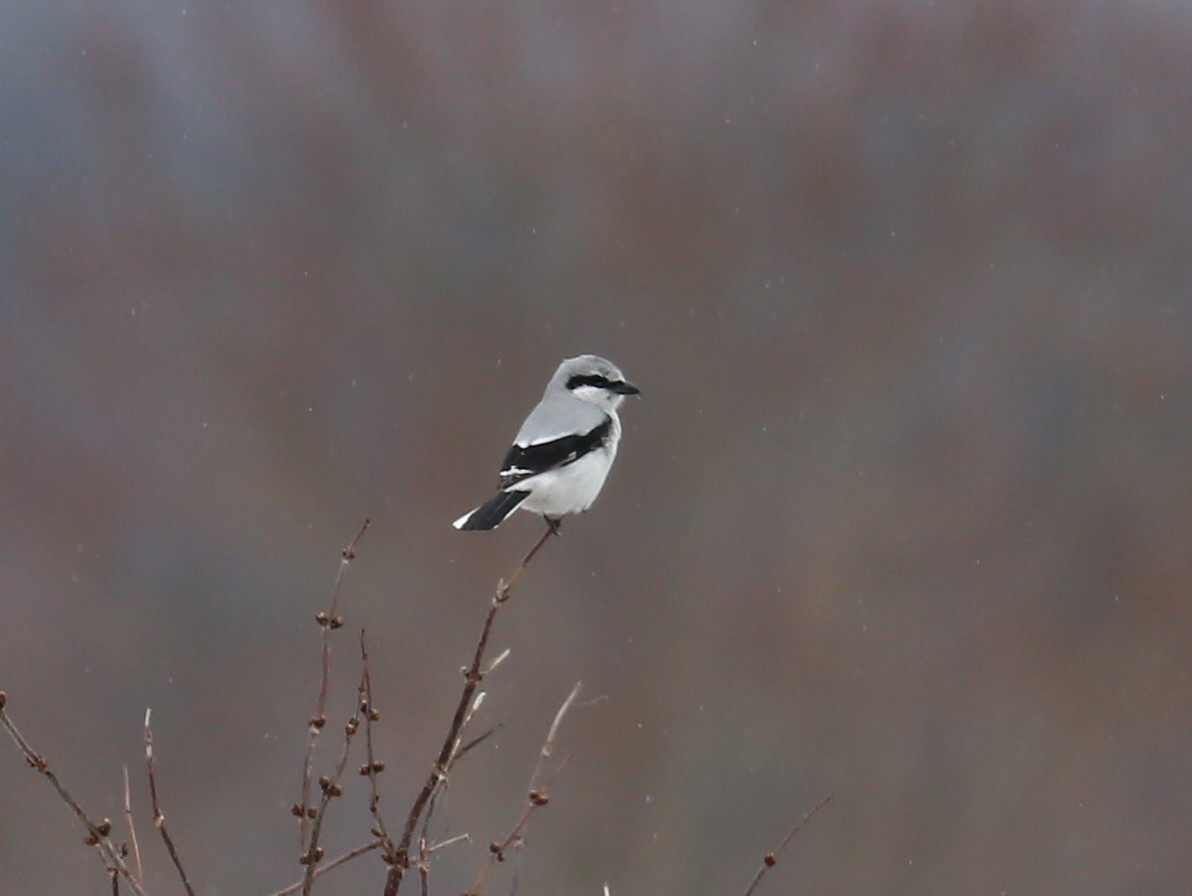 Northern Shrike - ML53970071