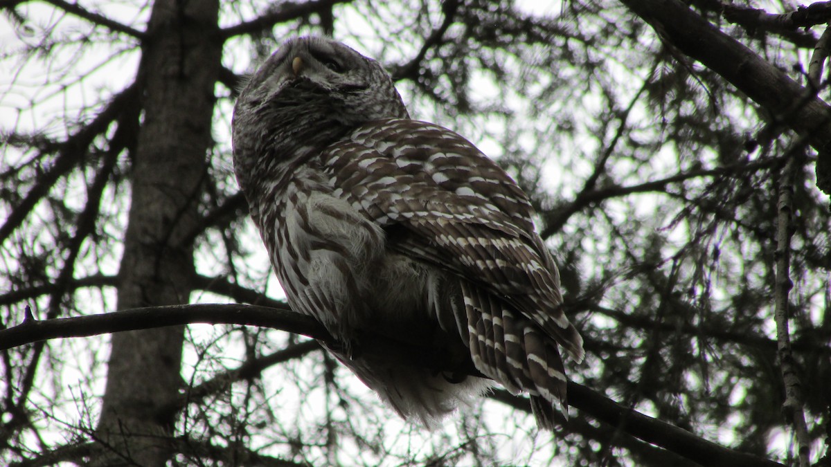 Barred Owl - ML53970081