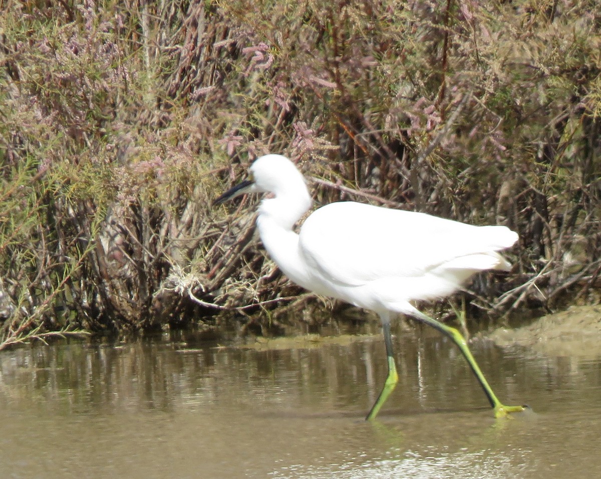 Snowy Egret - ML539700961