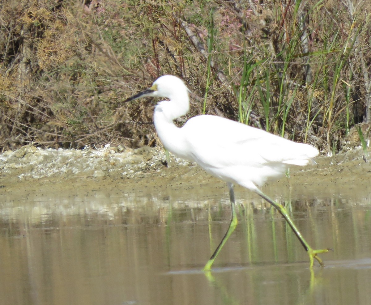 Snowy Egret - ML539701021