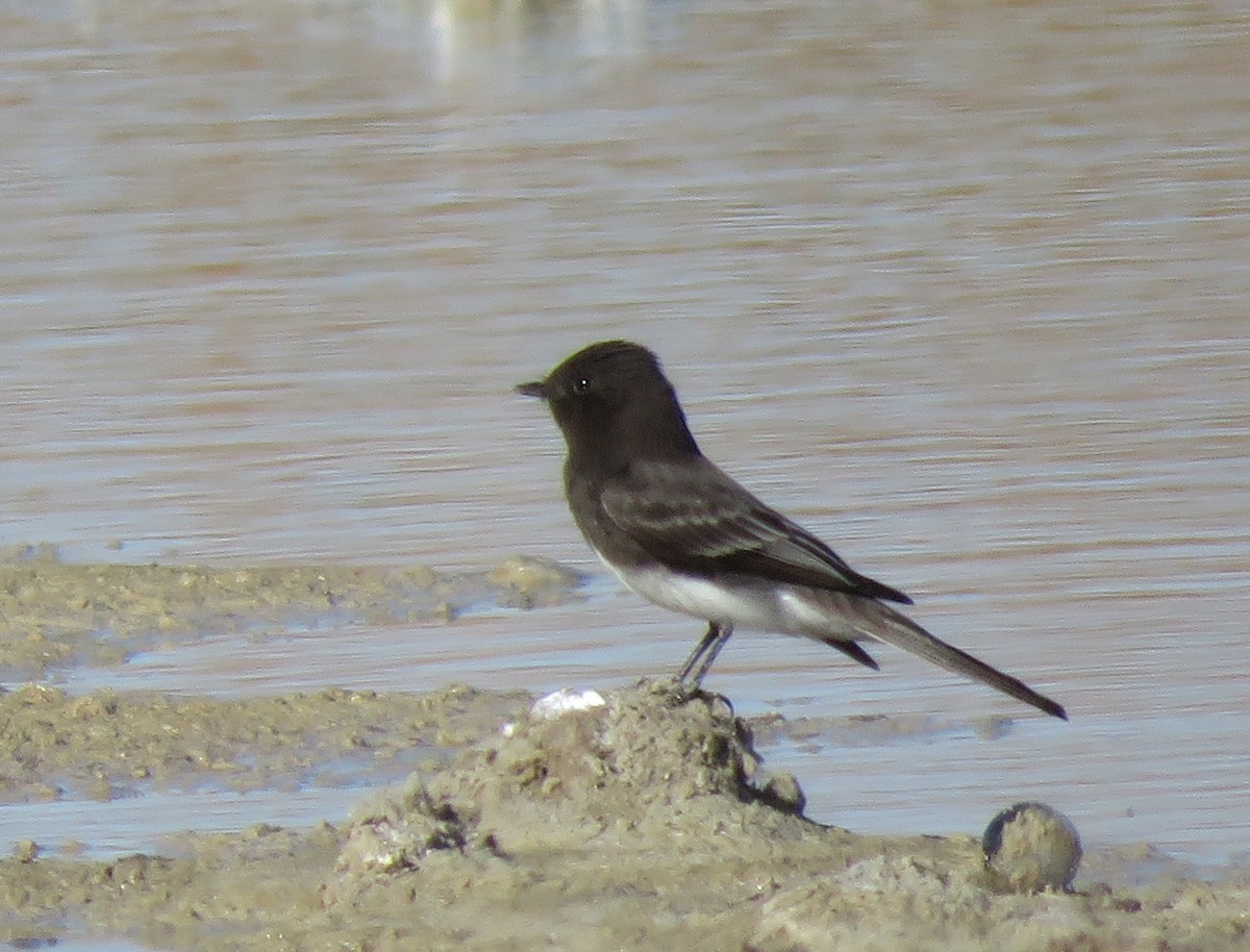 Black Phoebe - Catherine Hagen