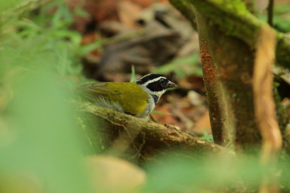 Cerquero Pectoral (taciturnus/nigrirostris) - ML539701491