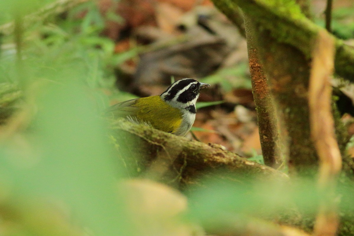 Pectoral Sparrow (Pectoral) - ML539701511