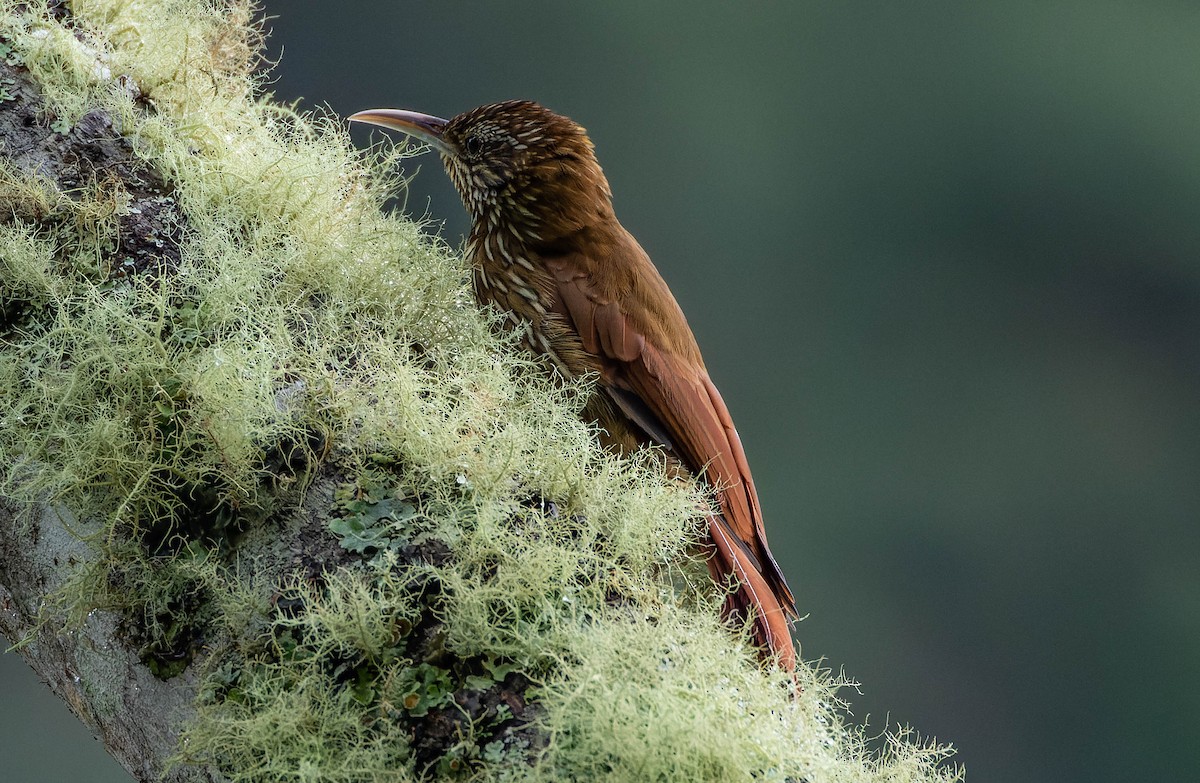 Montane Woodcreeper - ML539702371