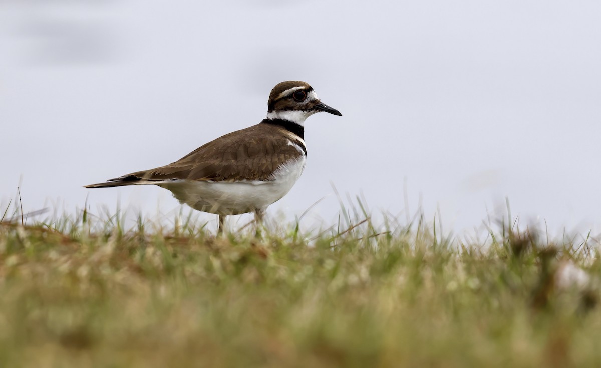 Killdeer - ML539702511