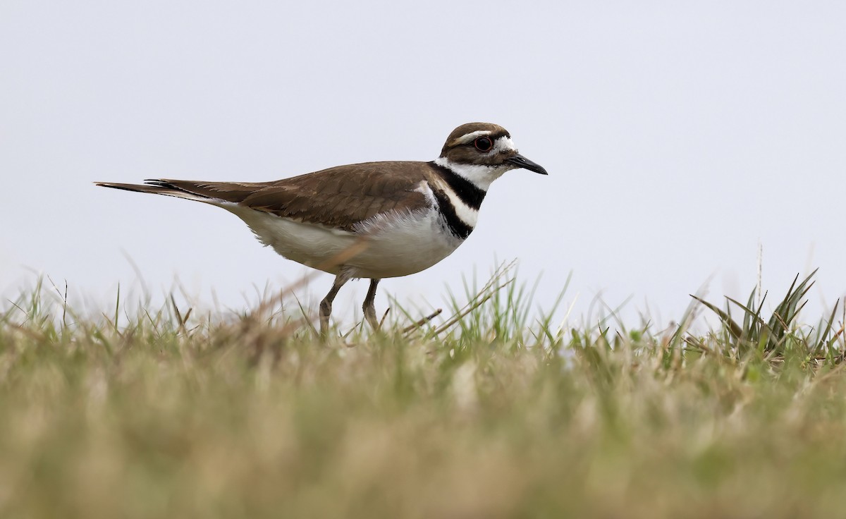 Killdeer - ML539702521