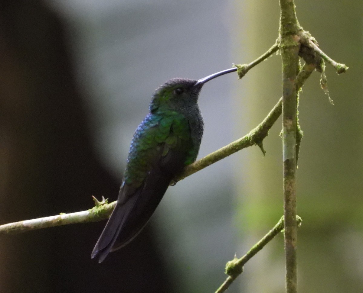 kolibřík bělořitý - ML539702661