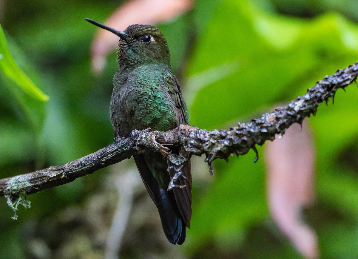 Buff-thighed Puffleg - ML539704101