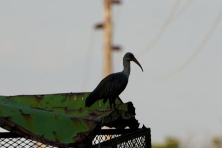 Hadada Ibis - ML539704161