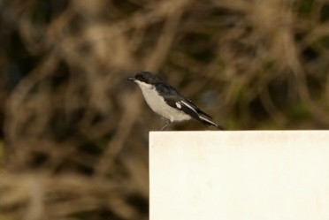 Fiscal Flycatcher - ML539704351