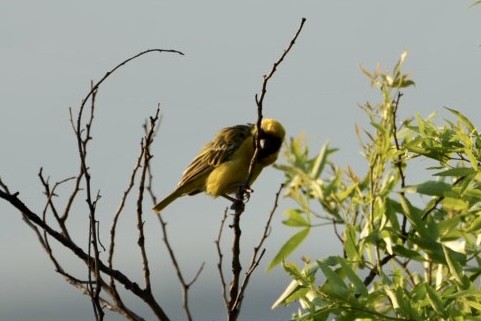 Southern Masked-Weaver - ML539704491