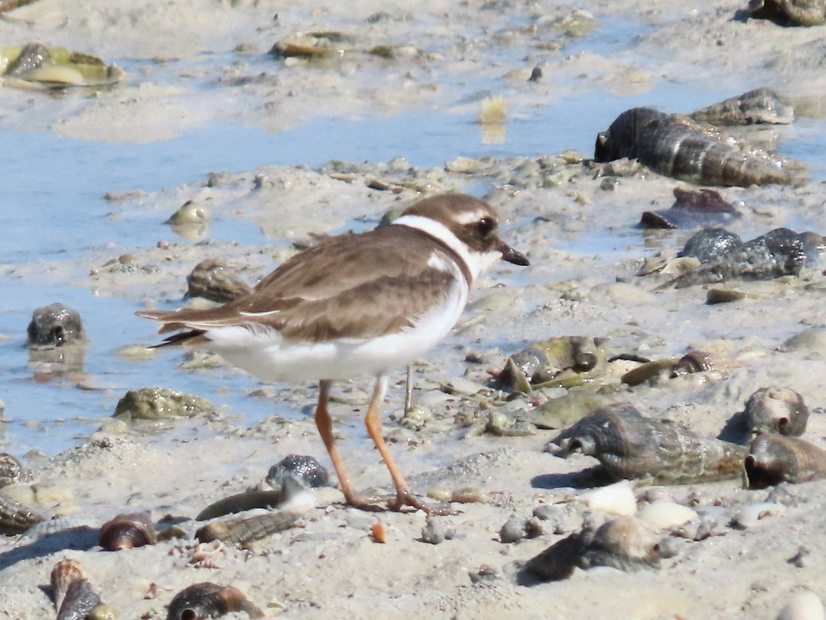 Common Ringed Plover - ML539705221