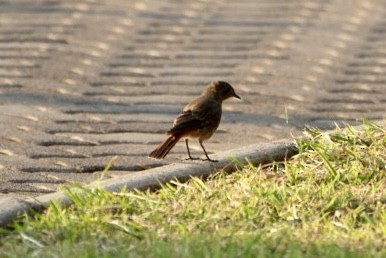 Buffy Pipit - ML539705351
