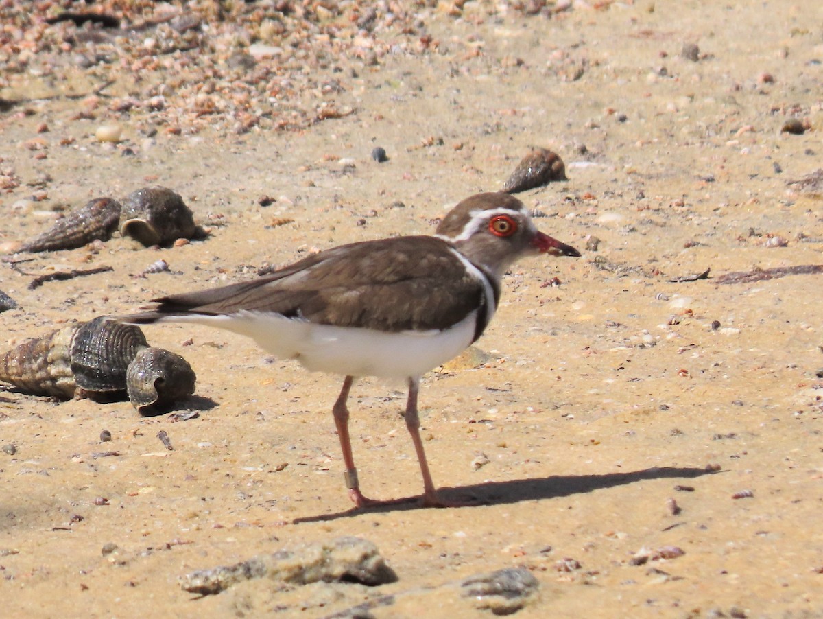 Three-banded Plover - ML539705441