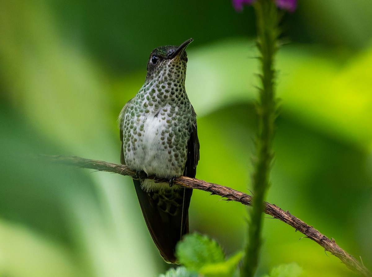 Many-spotted Hummingbird - ML539705481