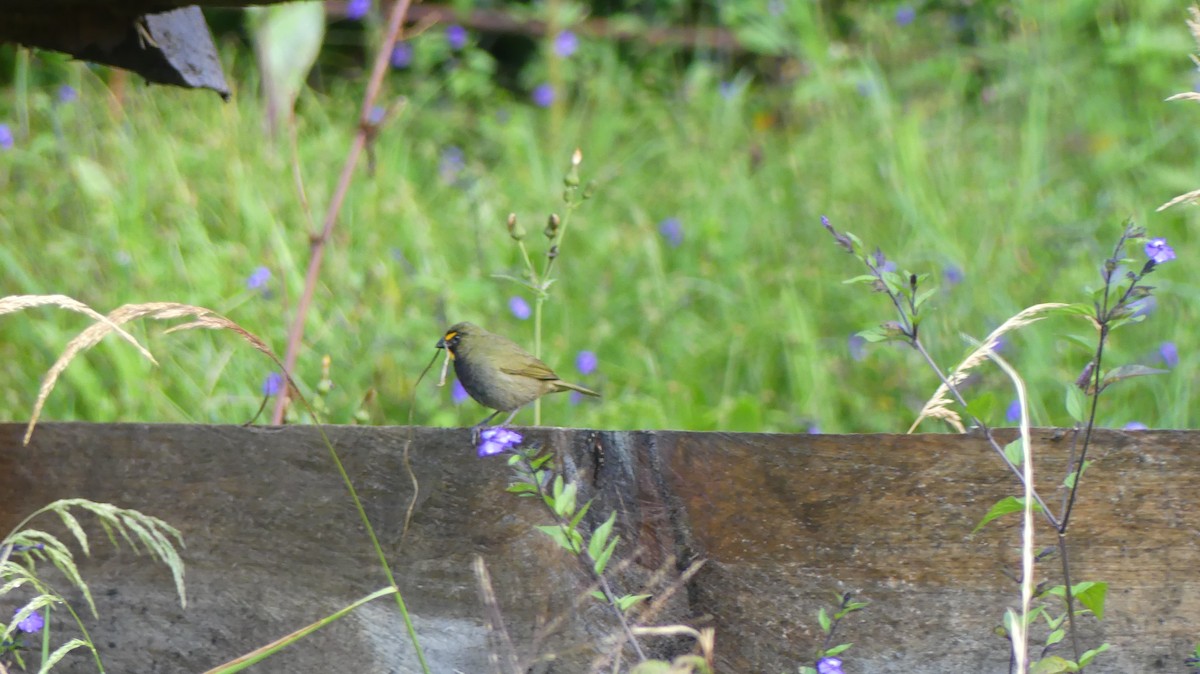 Yellow-faced Grassquit - ML539705541