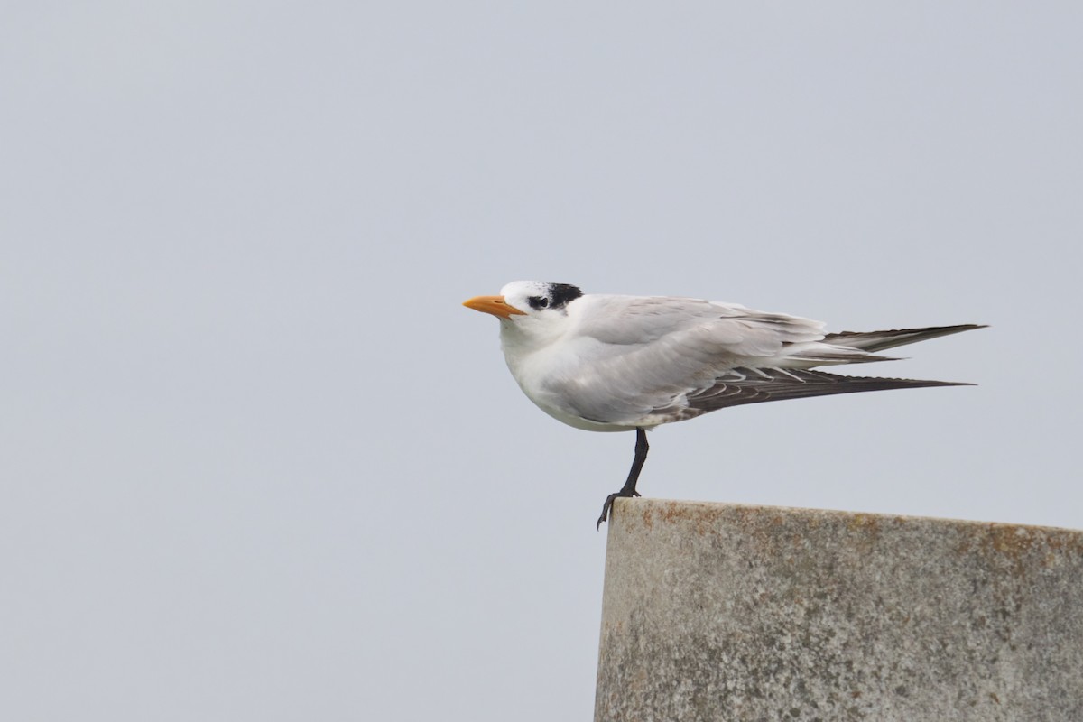 Royal Tern - Abby Sesselberg