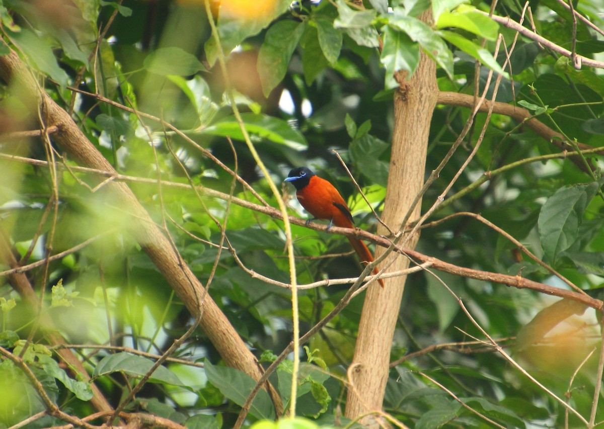 Black-headed Paradise-Flycatcher - Stanislas Sibille