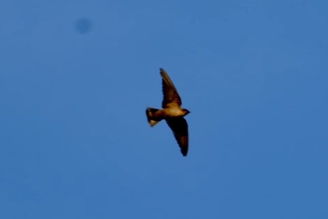 Southern Crag-Martin - ML539705941