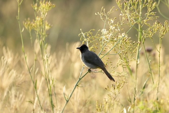 Common Bulbul - ML539706171