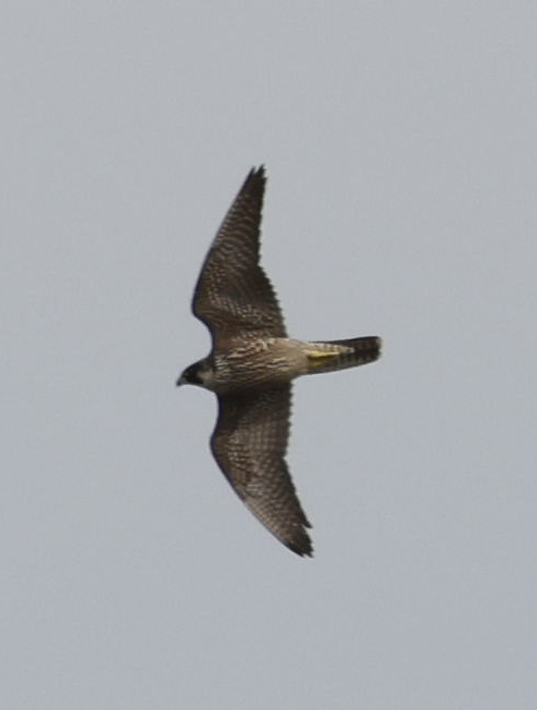 Peregrine Falcon - ML539706911