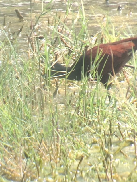 Northern Jacana - ML539706971