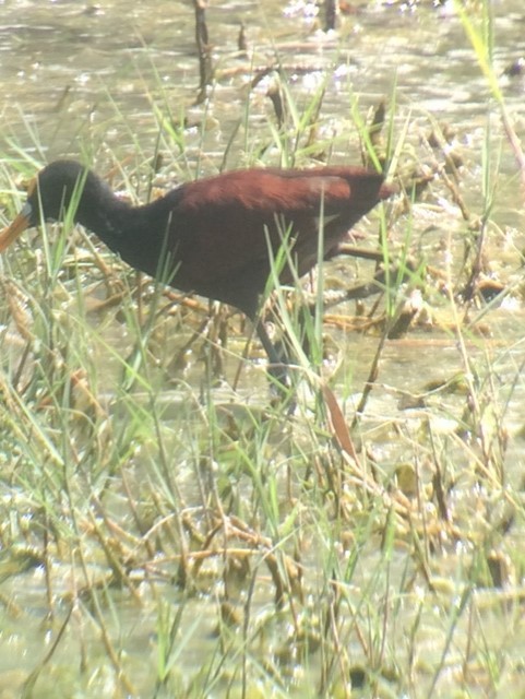 Northern Jacana - ML539707011