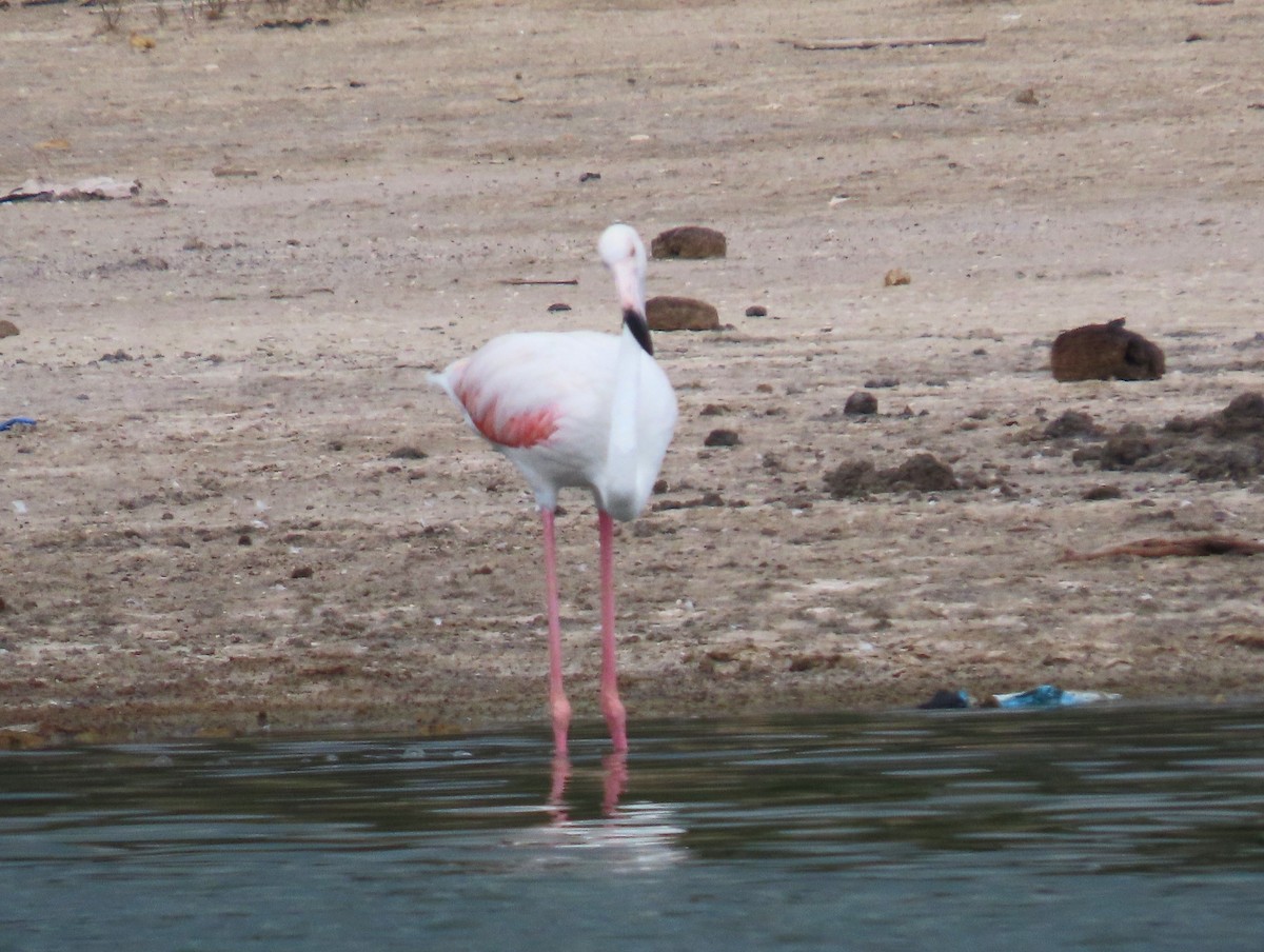 Greater Flamingo - ML539707831