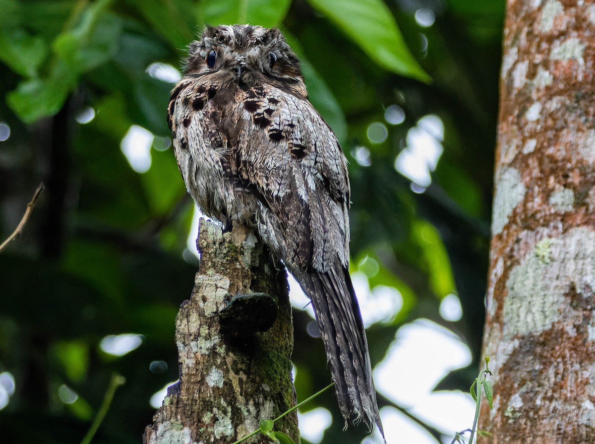 Common Potoo - ML539707891