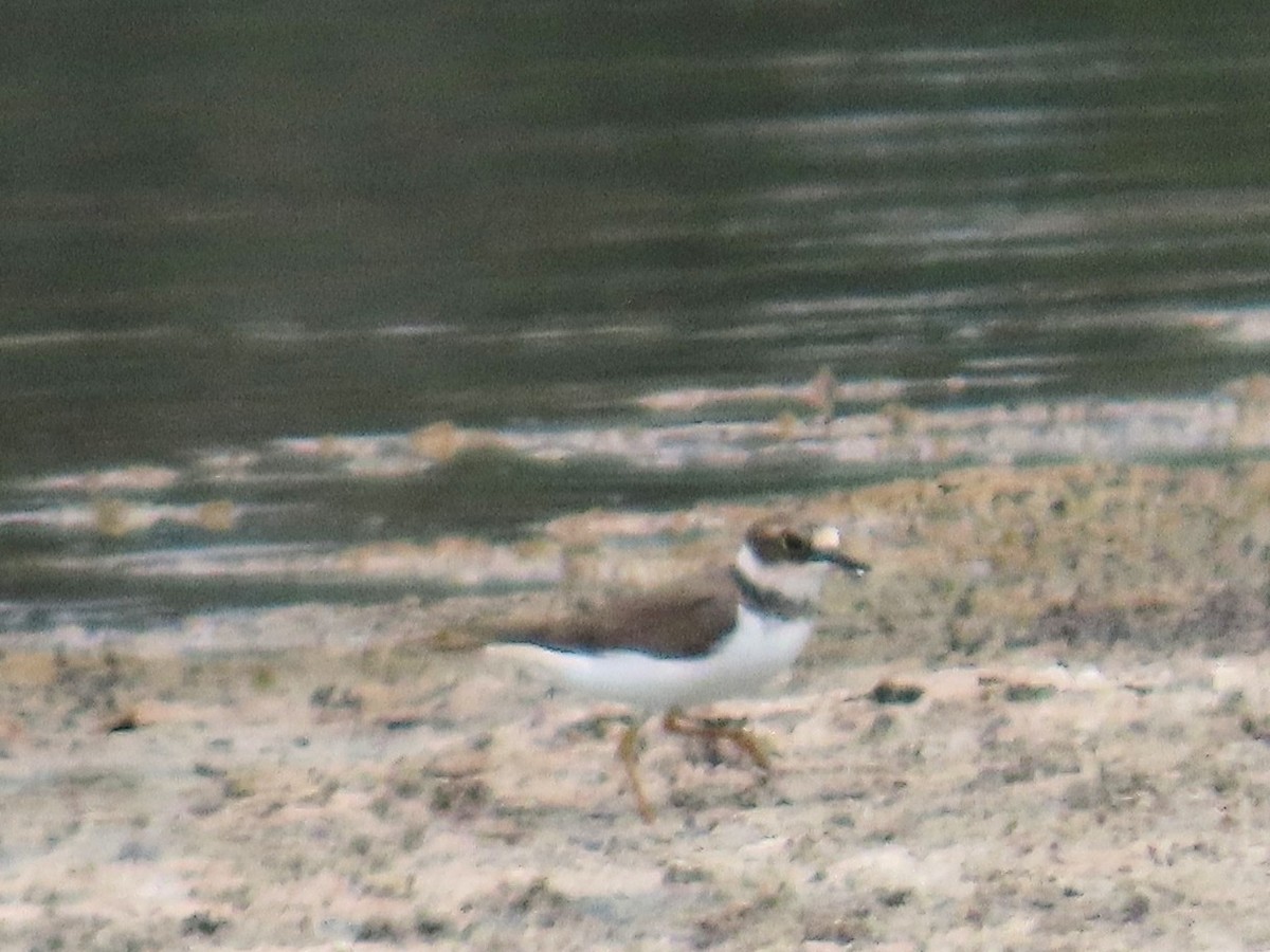 Little Ringed Plover - ML539707941