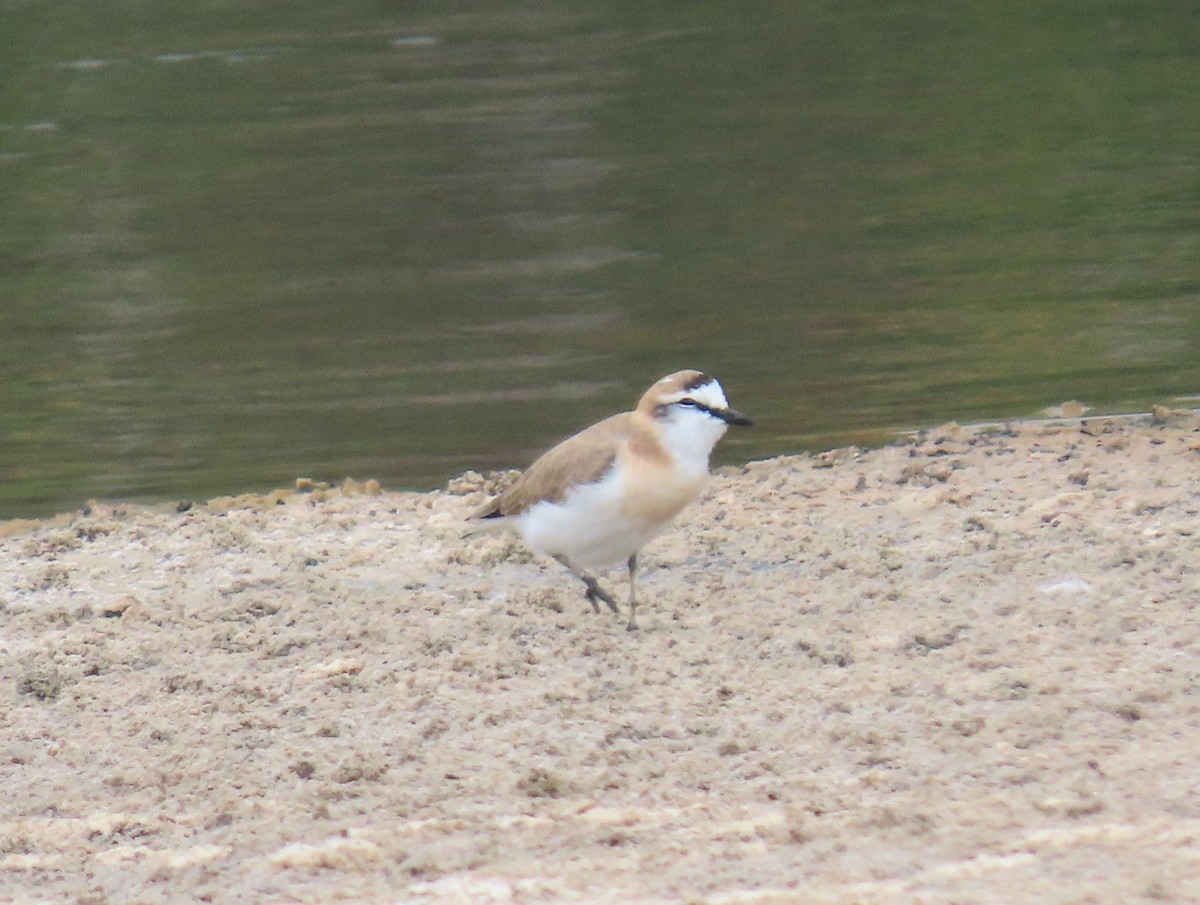 White-fronted Plover - ML539708111