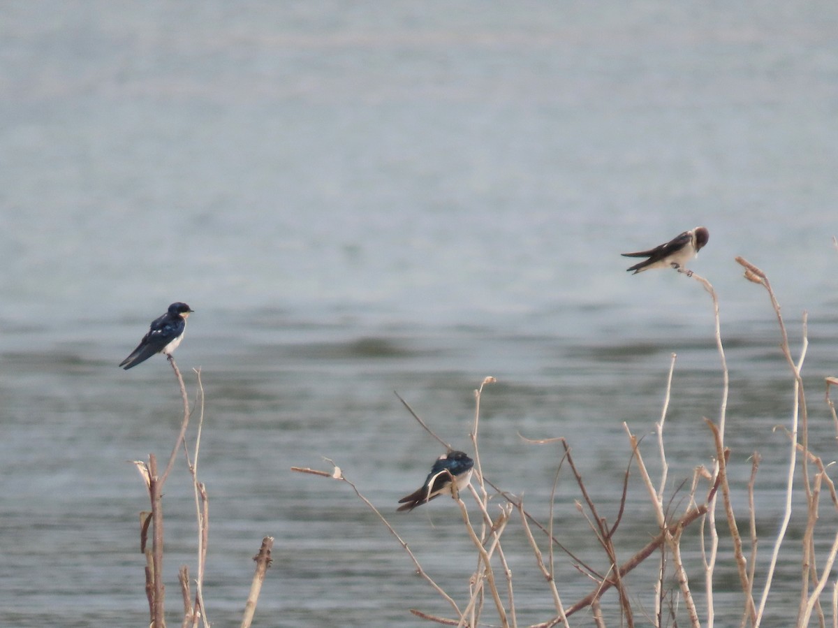 Ethiopian Swallow - ML539708491