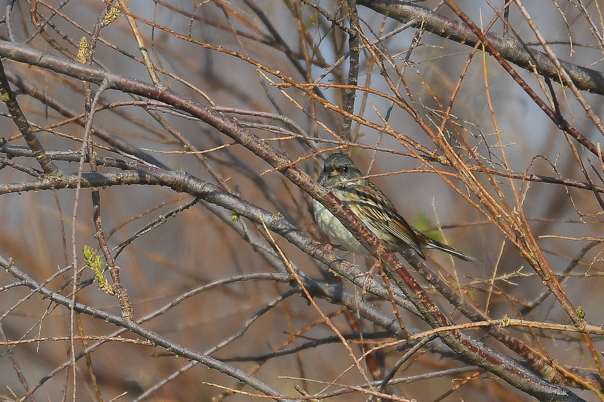 Black-faced Bunting - ML539708501